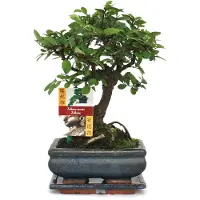 Exotenherz Bonsái de ulmo chino - Ulmus parviflora - aproximadamente 6 años - forma esférica