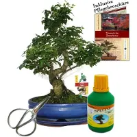 Exotenherz Bonsái chino. Ligustro (Ligustrum), aproximadamente 10 años, 25 cm de diámetro. Set de regalo que incluye maceta, tijeras y fertilizante