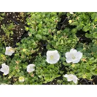Brandless 6 campanulas *Campanula Carpatica* 'White Clips' - planta de campanula de los Cárpatos en maceta de 9x9 cm