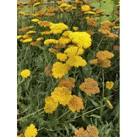Brandless 6 plantas de *Achillea 'Coronation Gold'* (milenrama) en maceta de 9 x 9 cm