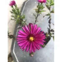 Brandless 6 plantas de Aster Dumosus 'Jenny' - Aster de otoño en maceta de 9x9 cm