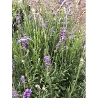 Brandless 6 plantas de *Lavandula angustifolia* 'Munstead' - Lavanda en maceta, 9 x 9 cm
