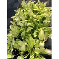 GRDplanten 6 x Hosta híbrida 'Royal Standard' - Hosta - Maceta de 9 x 9 cm