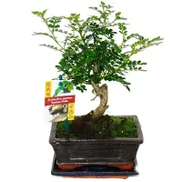 Exotenherz Bonsái de pimienta de Sichuan (Zanthoxylum piperitum) - aproximadamente 6 años - forma esférica