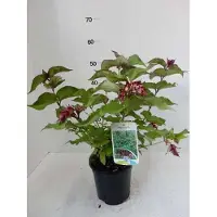 GRDplanten 6 x *Leycesteria formosa* - Leycesteria ornamental - Maceta de 9 x 9 cm