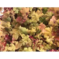 GRDplanten 6 x Heuchera 'Caramel' - Heuchera (también conocida como "Purpurglöckchen") - Maceta de 9x9 cm