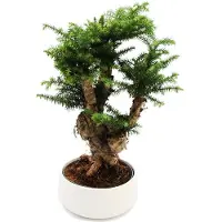 Exotenherz Bonsái de interior Araucaria cunninghamii, también conocida como "pino de Nueva Guinea". Aproximadamente 65 cm de altura. Maceta de 26 cm de diámetro, color blanco, de cerámica