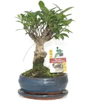 Exotenherz Bonsái de higuera china (Ficus retusa) - aproximadamente 6 años - forma esférica