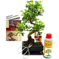 Exotenherz Set de regalo de bonsái "Ligustrum" - Ligustro chino - aproximadamente 6 años de edad - Set para principiantes