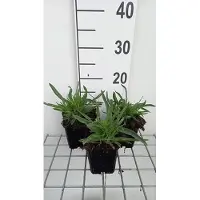 GRDplanten 6 plantas de *Gypsophila paniculata* 'Bristol Fairy' - Gipsofila - Maceta de 9 x 9 cm