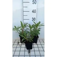 GRDplanten 6 x Penstemon híbrido 'Catherine de La Mare' - Bartfaden - Maceta de 9 x 9 cm