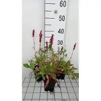 GRDplanten 6 plantas de *Persicaria aff. 'Donald Lowndes'* (también conocida como "Kerzenknöterich"), en macetas de 9 x 9 cm