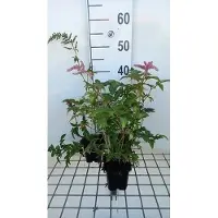 GRDplanten 6 x Astilbe (a) 'Bressingham Beauty' - Astilbe ornamental - Maceta de 9 x 9 cm