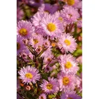 GRDplanten 6 plantas de Aster de la variedad 'Fellowship' (aster otoñal) - maceta de 9 x 9 cm