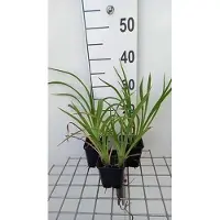 GRDplanten 6 x *Hemerocallis hybr.* 'Strawberry Candy' - lirio de día - maceta de 9 x 9 cm