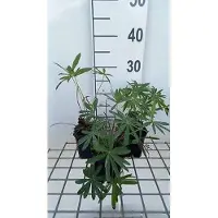 GRDplanten 6 x *Lupinus hybr.* 'Minarette' - Lupino - Maceta de 9 x 9 cm