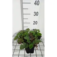 GRDplanten 6 x *Geum hybr.* 'Totally Tangerine' - Geum híbrido - Maceta de 9 x 9 cm