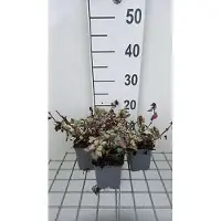 GRDplanten 6 x *Lamium maculatum* 'Red Nancy' - Hierba de los tejados - Maceta de 9 x 9 cm