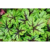 GRDplanten 6 x Heucherella híbrida 'Tapestry' - Heucherella híbrida - Maceta de 9 x 9 cm