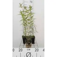 GRDplanten 6 plantas de flox (Phlox) variedad 'Natascha' (también conocida como "Flammenblume"), en maceta de 9 x 9 cm