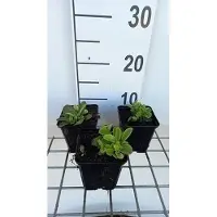 GRDplanten 6 plantas de Phlox stolonifera 'Blue Ridge' (también conocida como Flammenblume), en maceta de 9 x 9 cm