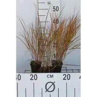 GRDplanten 6 plantas de *Calamagrostis arundinacea* (también conocida como *Anemanthele* o *Stipa ar*), conocidas como "Reitgras", en macetas de 9x9 cm