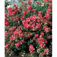 GRDplanten 6 x Helianthemum híbrido 'Raspberry Ripple' - Heliántemo - Maceta de 9 x 9 cm