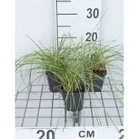 GRDplanten 6 plantas de *Festuca mairei* (también conocida como "Atlas Schwingel"), en macetas de 9 x 9 cm
