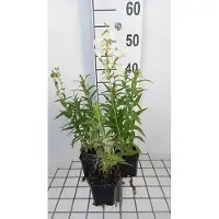 GRDplanten 6 x Penstemon híbrido 'White Bedder' ('snowstorm') - Bartfaden - Maceta de 9 x 9 cm
