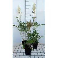 GRDplanten 6 plantas de Astilbe (a) 'Weisse Gloria' - Astilbe ornamental - en maceta de 9 x 9 cm