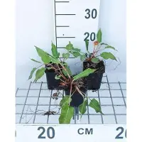 GRDplanten 6 plantas de *Persicaria ampl.* 'Taurus' (también conocida como "Kerzenknöterich"), en macetas de 9 x 9 cm