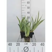 GRDplanten 6 x Iris (bulbo) 'Cherry Garden' - Lirio espada - Maceta de 9 x 9 cm