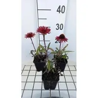 GRDplanten 6 x Echinacea purpurea 'Sunseekers Orange' - Equinácea púrpura 'Sunseekers Orange' - Maceta de 9 x 9 cm