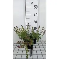 GRDplanten 6 plantas de *Thymus serpyllum* (tomillo serpillo) - maceta de 9 x 9 cm