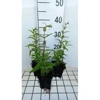 GRDplanten 6 x Penstemon híbrido 'Rich Ruby' - Bartfaden - Maceta de 9 x 9 cm