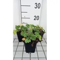 GRDplanten 6 plantas de *Malva sylvestris* 'Primley Blue' - Malva - Maceta de 9 x 9 cm