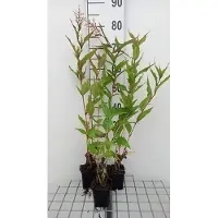 GRDplanten 6 plantas de *Persicaria polymorpha* (también conocida como "Kerzenknöterich"), en macetas de 9 x 9 cm