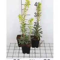 GRDplanten 6 x *Euphorbia char.* 'Forescate' - Leche de lobo - Maceta de 9 x 9 cm