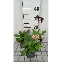 GRDplanten 6 x *Primula auricula* (amarilla) - Primula Kugel - Maceta de 9 x 9 cm