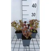 GRDplanten 6 plantas de *Nepeta subs.* 'Sweet Dreams' (hierba gatera), en maceta de 9 x 9 cm