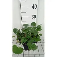 GRDplanten 6 x Malva alcea 'Fastigiata' - Malva - Maceta de 9 x 9 cm
