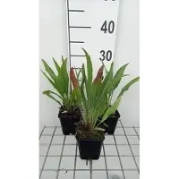 GRDplanten 6 x Echinacea pallida 'Hula Dancer' - Equinácea pallida 'Hula Dancer' - Maceta de 9 x 9 cm