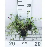 GRDplanten 12 plantas de Vinca minor 'Atropurpurea' ('rubra') - Helecho pequeño siempreverde 'Atropurpurea - Maceta de 9 cm x 9 cm