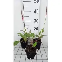 GRDplanten 6 plantas de *Persicaria ampl.* 'Fascination' (también conocida como "Kerzenknöterich"), en maceta de 9 x 9 cm