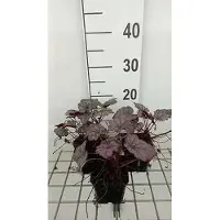 GRDplanten 6 x Heuchera híbrida 'Plum Royale' - Heuchera púrpura - Maceta de 9 x 9 cm