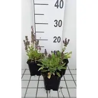 GRDplanten 6 plantas de Salvia nem. 'Marcus' (Sternmoos), en maceta de 9 x 9 cm