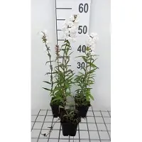 GRDplanten 6 plantas de flox (Phlox) variedad 'Delta' - también conocida como "Flammenblume" - en maceta de 9 x 9 cm