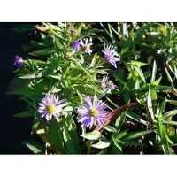 GRDplanten 6 unidades de Aster dumosus 'Prof. Anton Kippenberg' (Aster otoñal) en maceta de 9 x 9 cm