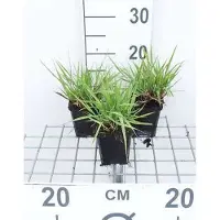GRDplanten 6 plantas de *Eragrostis spectabilis* (hierba ornamental), maceta de 9 x 9 cm
