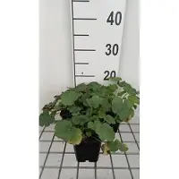 GRDplanten 6 x Heuchera 'Coral Petite' (Heuchera de color coral) - Maceta de 9 x 9 cm